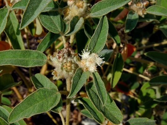 {Croton capitatus}